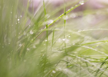 Güzel doğa arka plan, taze ot ve su damlaları