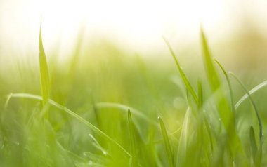 Güzel doğa arka plan, taze ot ve su damlaları