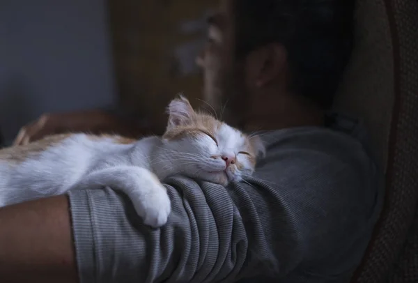 Sevimli gülümseyen mutlu kedi erkek omzunda yalan