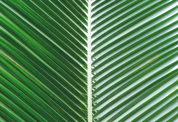 Green palm leave background close-up. Nature, plant and freshness concept