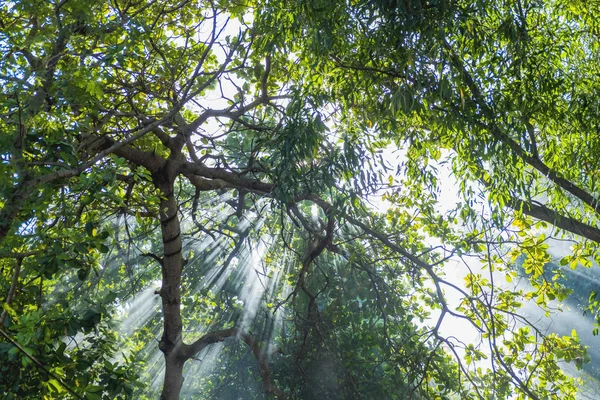Belos raios de luz solar brilhando através das árvores — Fotografia de Stock