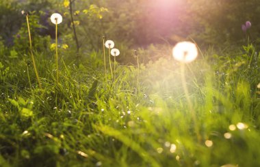 gün batımında güneş ışığında çim ve karahindiba arka plan.