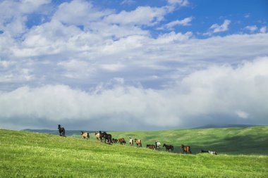 güzel yaz manzara, atlar otlatma ile yeşil tepeler