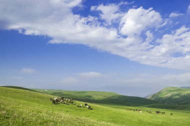 güzel yaz manzara, atlar otlatma ile yeşil tepeler