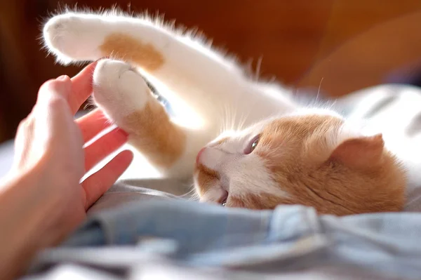 Niedliche orangefarbene und weiße Katze berührt menschliche Hand — Stockfoto