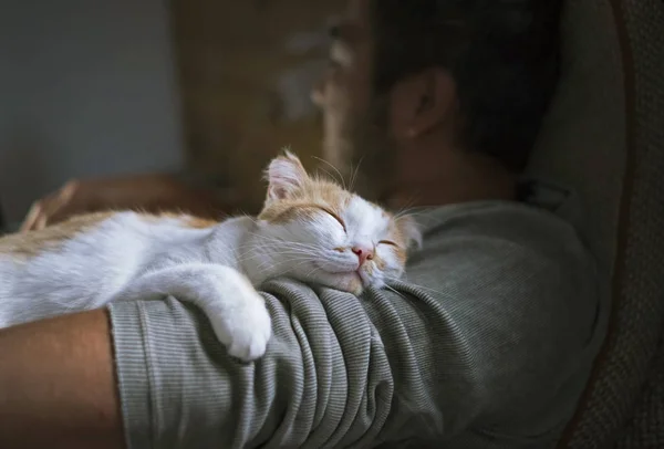 Милый улыбающийся счастливый кот лежит на плече мужчины — стоковое фото