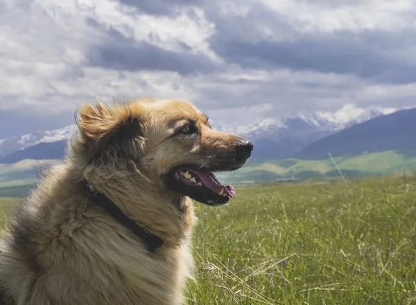 Porträt des schönen glücklichen Hundes vor dem Hintergrund der Berge. Wind bläst ins Gesicht — Stockfoto