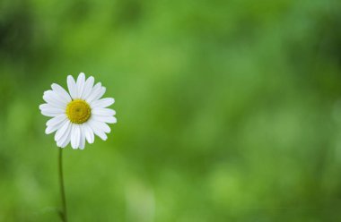 Yeşil arka plan papatya çiçek, yaz konsepti