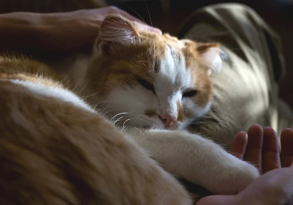 Entspannte süße Katze liegt auf den Beinen des Menschen — Stockfoto