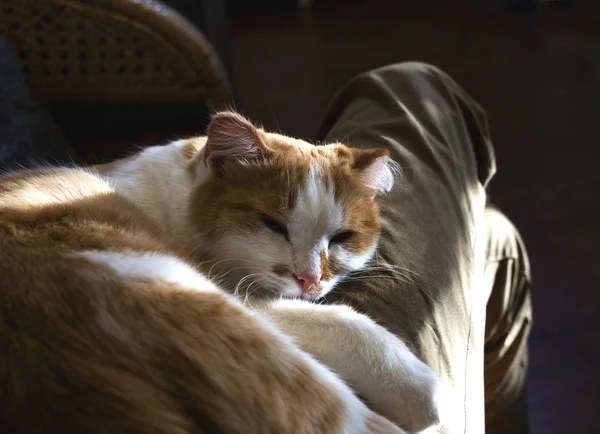 Расслабленная симпатичная кошка, лежащая на человеческих ногах — стоковое фото