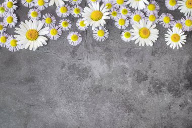 Beton zeminde Daisy çiçekleri, kopyalama alanı