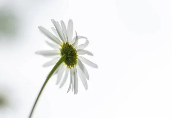 Flor de margarita blanca en la parte posterior contra el fondo blanco — Foto de Stock