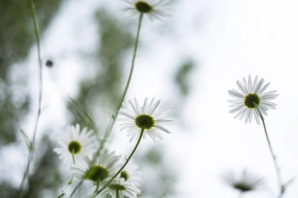 Flores de margarita blanca en la parte posterior contra el cielo — Foto de Stock