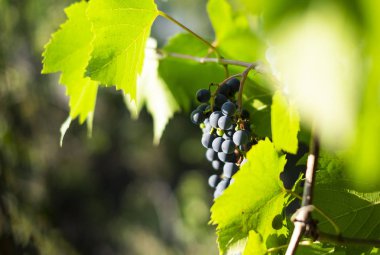 Güneşte üzüm olgun şarap demet