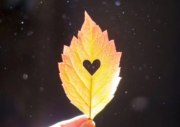秋天的红叶，手上切心，光中的灰尘颗粒 — 图库照片