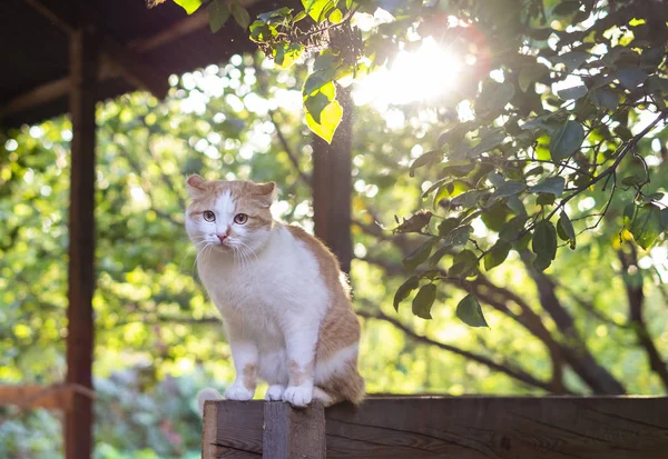 Niedliche orangefarbene und weiße Katze sitzt draußen beim Sonnenuntergang — Stockfoto