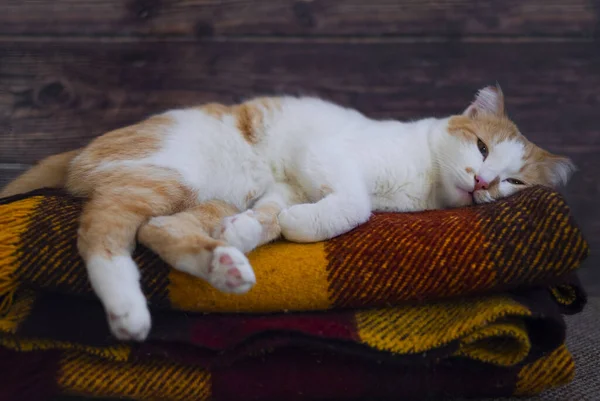 Naranja y blanco lindo gato acostado en punto lana colorido manta — Foto de Stock