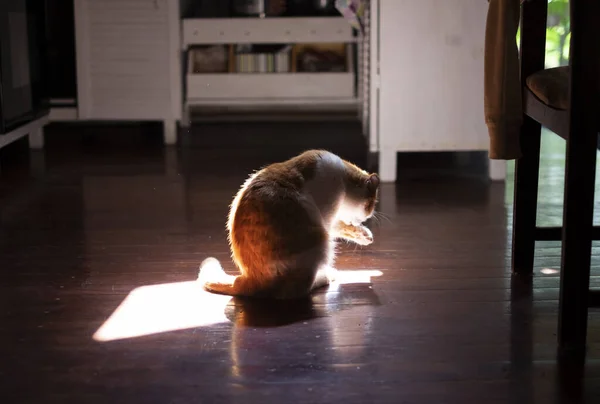 Gato sentado al sol y limpiándose — Foto de Stock