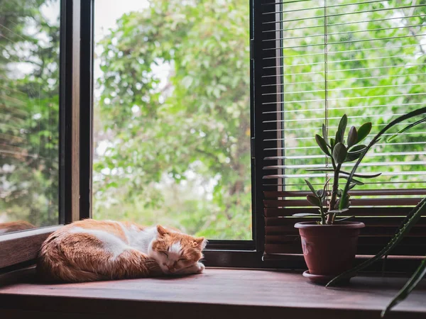 Gato bonito laranja e branco dormindo no peitoril da janela — Fotografia de Stock