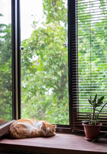 Mignon orange et blanc chat dormir sur fenêtre seuil — Photo