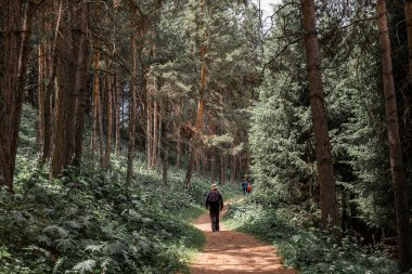 İnsanlar güzel bir çam ormanında yürüyorlar.