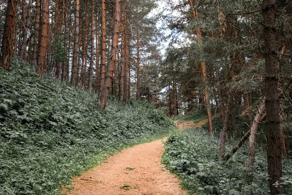 Caminho através de uma bela floresta de pinheiros — Fotografia de Stock