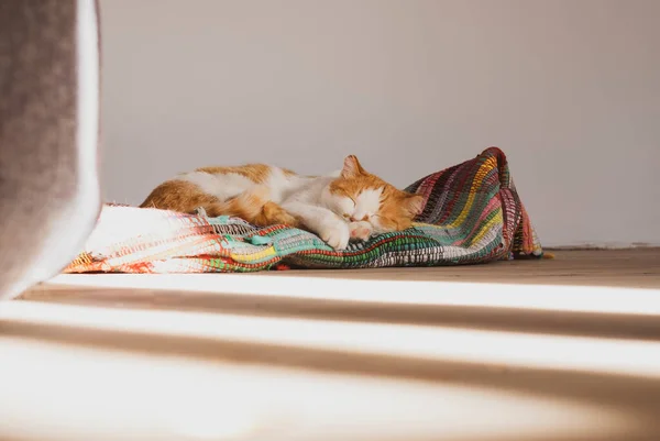 Naranja y blanco lindo gato durmiendo en colorido manta — Foto de Stock