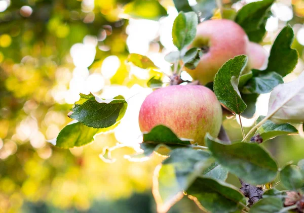 Manzanas rojas en rama de árbol al atardecer — Foto de Stock