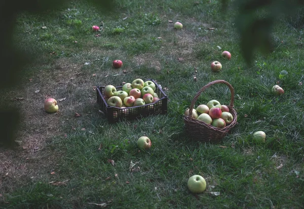Manzanas rojas y verdes recién recogidas en cajas sobre hierba verde — Foto de Stock