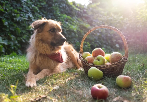Bahçesinde taze elmalar olan şirin köpek ve sepet.