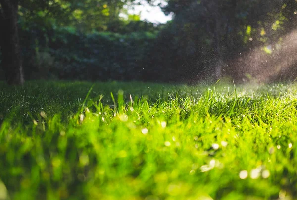 Hierba verde fresca y gotas de agua sobre ella brillando a la luz del sol. — Foto de Stock