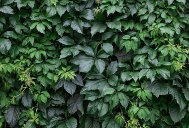 Doğal yeşil yapraklı duvar arkaplanı yağmur damlalarıyla