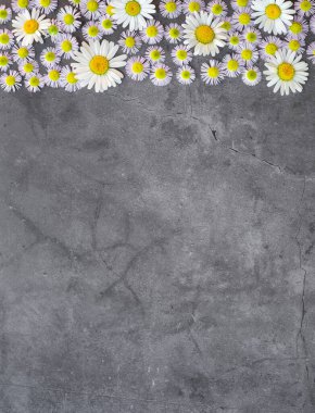 Beton zeminde Daisy çiçekleri, kopyalama alanı