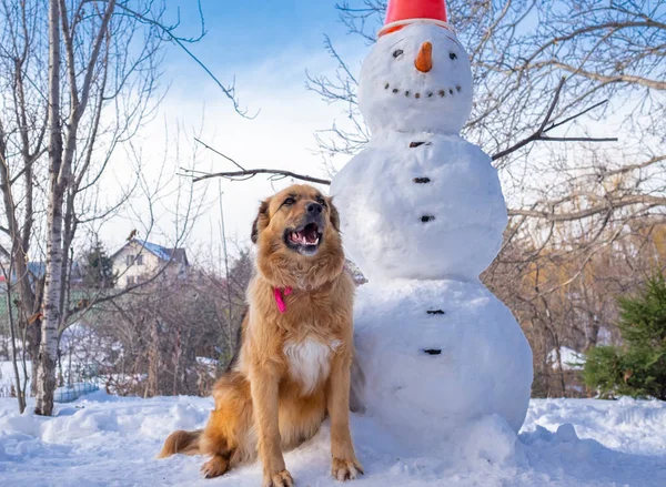 Schneemann und pelziger Hund unter blauem Himmel an einem Wintertag — Stockfoto