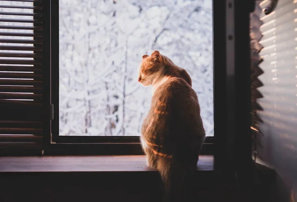 Gato bonito sentado na soleira da janela e desfrutando de inverno — Fotografia de Stock