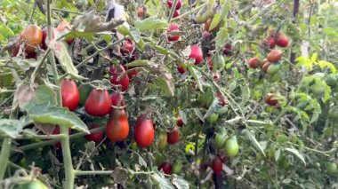 Yeşil yapraklı kırmızı erik domatesleri..