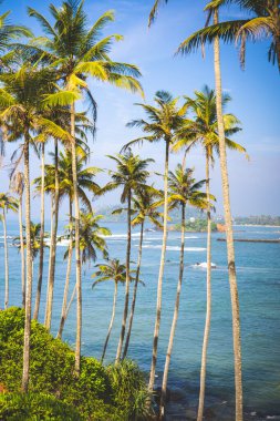 Sri Lanka 'da mavi suyu ve manzaralı ada manzaralı güneşli okyanus kıyısında tropik palmiye ağaçları.