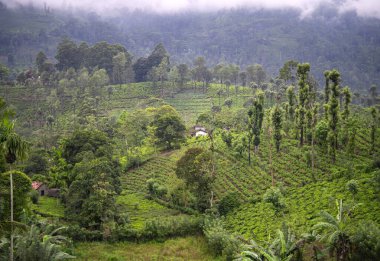 Nuwara Eliya tepelerini kaplayan yeşil çay tarlaları, Sri Lanka sisle kaplı..