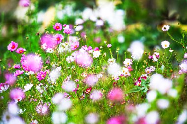 Pembe ve mor kozmos çiçeklerinden oluşan güzel bir çayır. Yumuşak odaklı yeşil çimenler. Canlı çiçek arkaplanı ilkbaharı, doğayı, tazeliği ve doğal güzelliği simgeliyor.