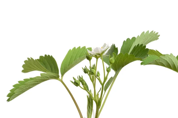 Elszigetelt Epret Növény Virág — Stock Fotó