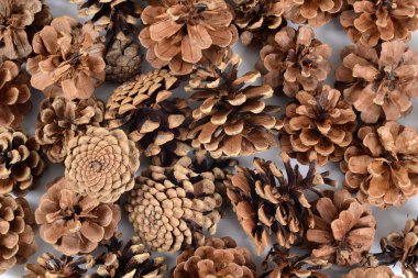 bir arka plan yapma çam kozalağı closeup