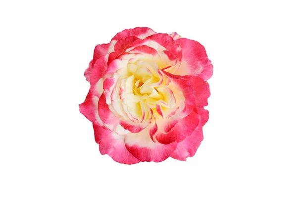 Widok Góry Double Delight Hybrid Tea Rose — Zdjęcie stockowe