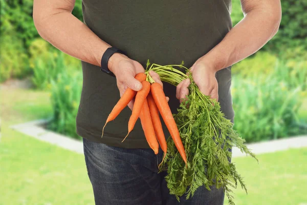 Man Garden Holding Fresh Bunch Carrots — Stock Photo, Image