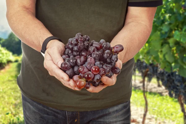 Mann Hält Rote Trauben Weinberg — Stockfoto