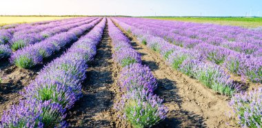 Bulgaristan'da bir alanda çiçek açan lavanta satırları