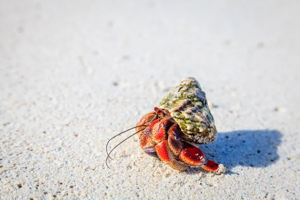 Granchio Eremita Striscia Una Spiaggia Nelle Isole Vergini Britanniche — Foto Stock