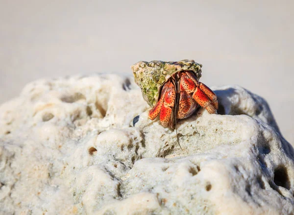 Κοντινό Πλάνο Καβούρι Ερημιτών Που Αναδύεται Από Κέλυφος Στην Παραλία — Φωτογραφία Αρχείου
