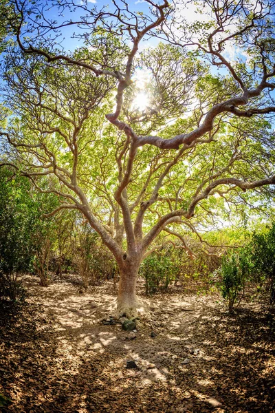 Sun Shining Tree Branches One Islands British Virgin Islands — Stock Photo, Image