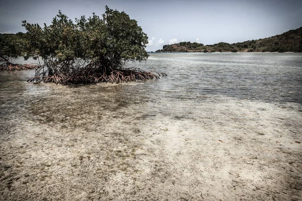 Mangrov Bvi Bir Adada Bir Koyda — Stok fotoğraf