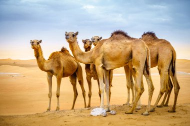 Al Ain, Birleşik Arap Emirlikleri yakınındaki çölde vahşi deve sürüsü